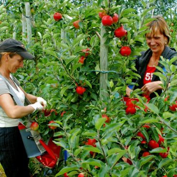 Köp äpplen och njut av äppelkaka  från Orelunds egna odlingar