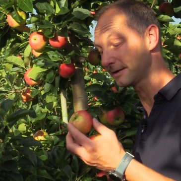Provsmaka och köp äpplen hos Äppelriket den 26 och 27 September